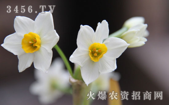 开过花的水仙花还能在开花吗