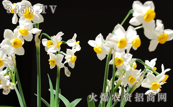 开过花的水仙花还能在开花吗