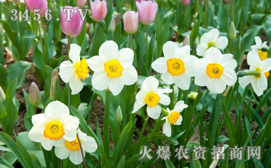 开过花的水仙花还能在开花吗