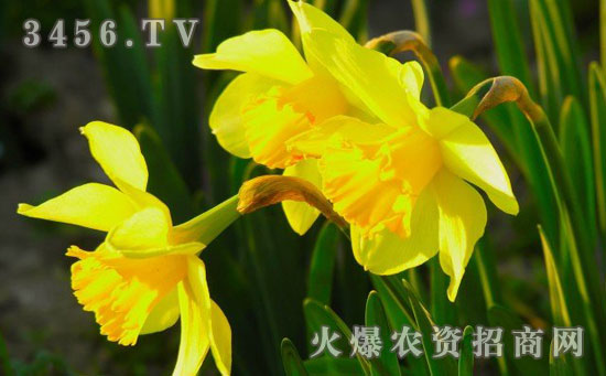 黄水仙花语是什么
