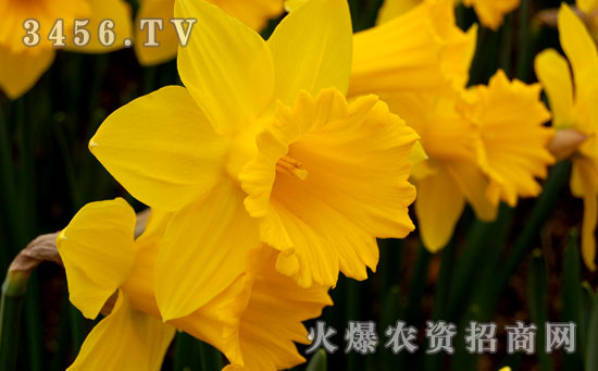 黄水仙花语是什么