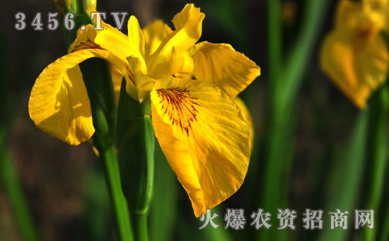 黄菖蒲怎么种好