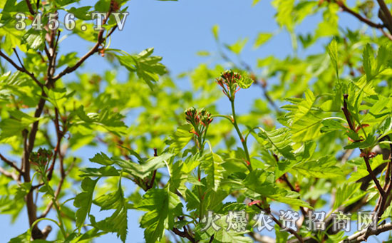 山楂树怎么培育新植株