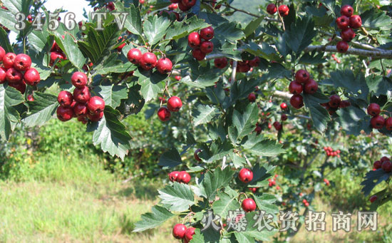 山楂树怎么培育新植株