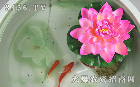 水培碗莲的种植方法