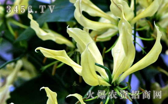 嘉兰怎么种植 嘉兰栽培要点