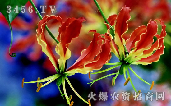 嘉兰怎么种植 嘉兰栽培要点