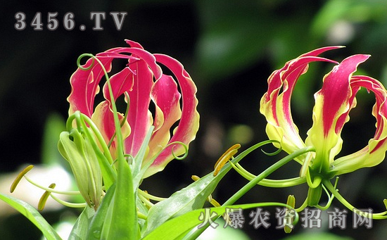 嘉兰怎么种植 嘉兰栽培要点