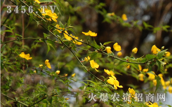 棣棠花的栽培技术