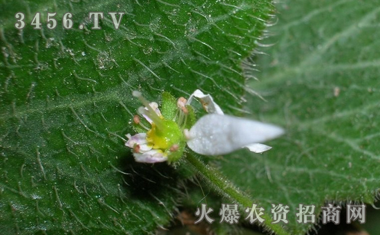 虎耳草的花语 虎耳草的传说故事