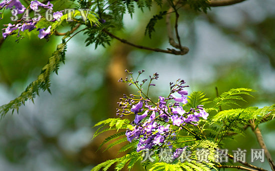 蓝花楹怎么养  蓝花楹的栽培知识