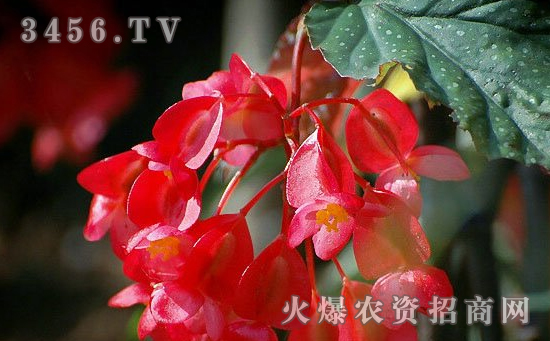 竹节海棠的花语 竹节海棠的文化
