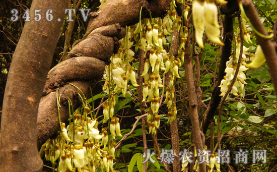 禾雀花怎么养 禾雀花的养殖注意事项