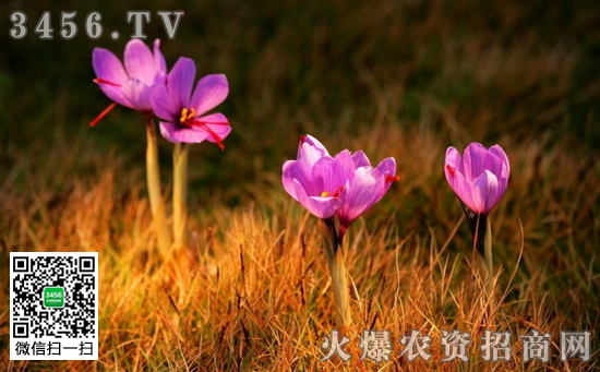 藏红花的花语 藏红花的传说故事