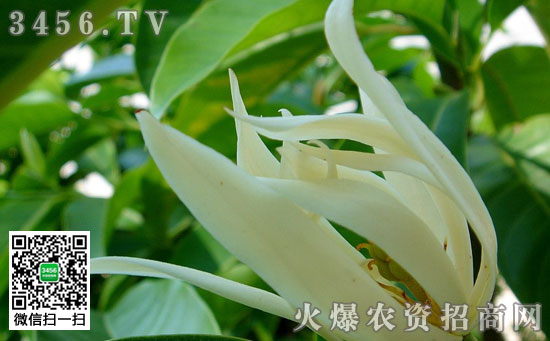 白兰花有没有毒
