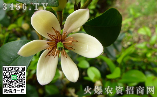 白兰花有没有毒