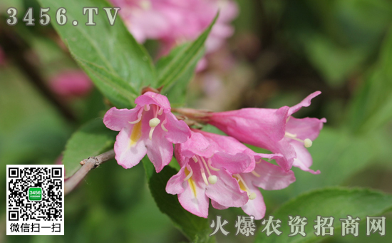 锦带花的种类有哪些 锦带花的常见品种