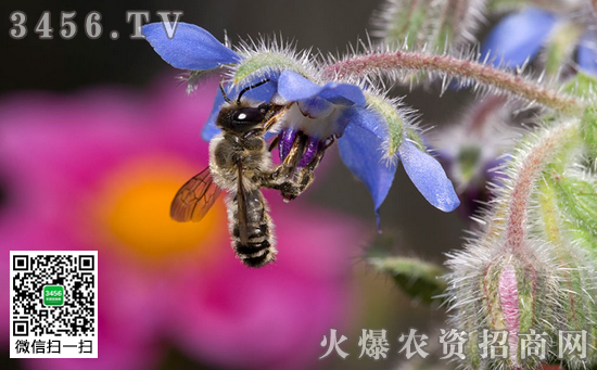 琉璃苣怎么种  琉璃苣的养殖方法