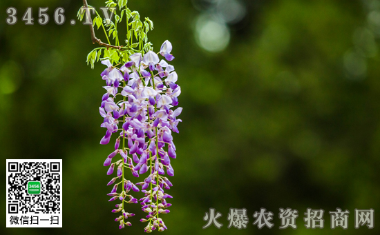 紫藤花种子的正确种植步骤 紫藤花种子怎么种