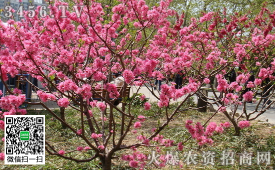 碧桃盆景怎么种植与养护