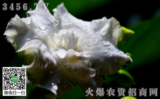 狗牙花要怎么养 狗牙花的养殖方法