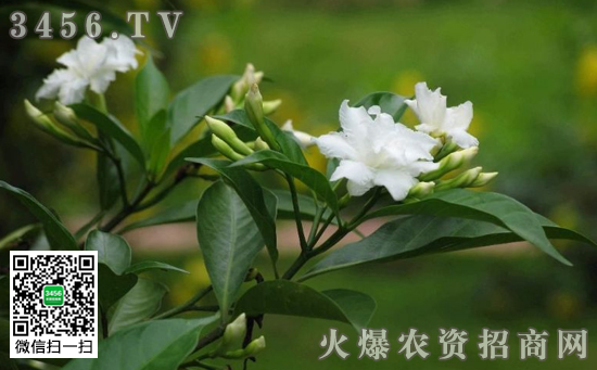 狗牙花要怎么养 狗牙花的养殖方法