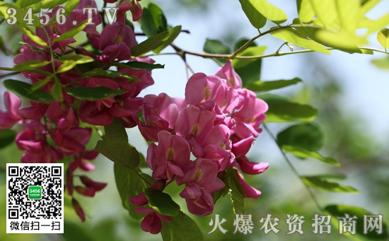 香花槐结种子吗 香花槐常见繁殖栽种方式