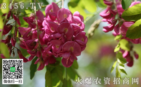 香花槐结种子吗 香花槐常见繁殖栽种方式
