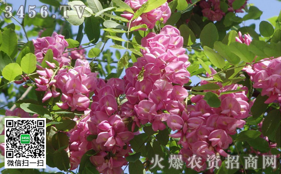 香花槐结种子吗 香花槐常见繁殖栽种方式