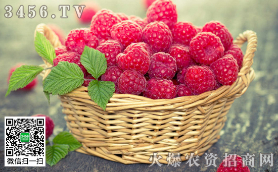 树莓的主要品种有哪些