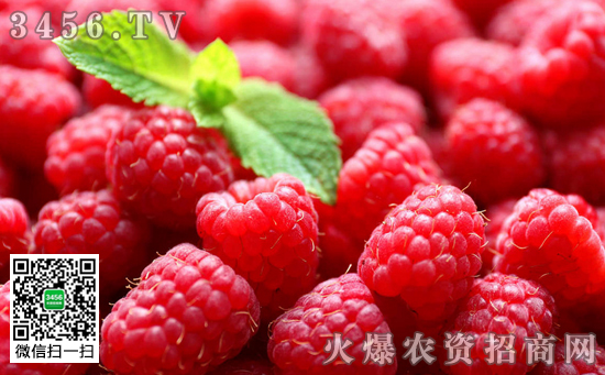 树莓的主要品种有哪些