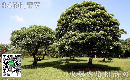 海芒果有毒吗 海芒果的作用和功效
