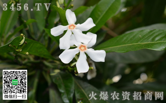 海芒果有毒吗 海芒果的作用和功效