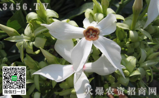 海芒果有毒吗 海芒果的作用和功效