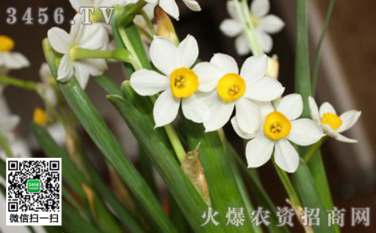 冬季水仙花花蕾干枯的原因