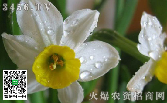 冬季水仙花花蕾干枯的原因