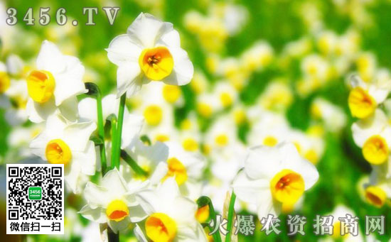 冬季水仙花花蕾干枯的原因