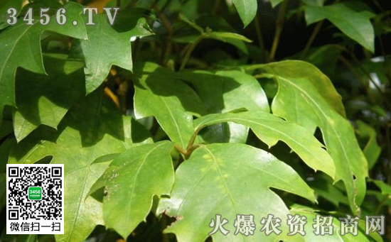 栎叶粉藤的繁殖方法 栎叶粉藤的常见问题及栽培品种