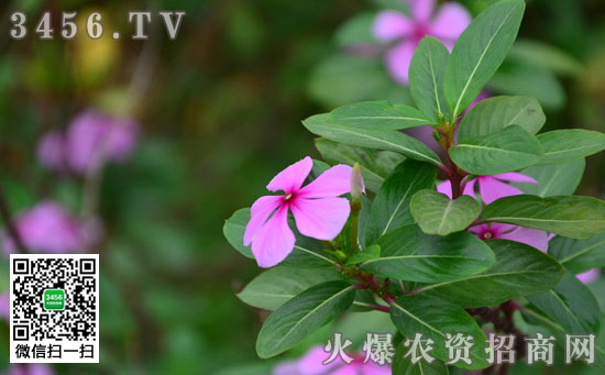 长春花叶子发黄怎么办