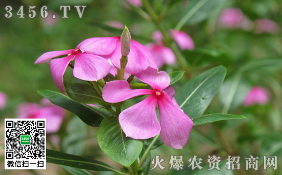 长春花叶子发黄怎么办