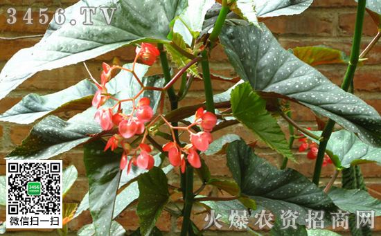 星点秋海棠怎么养 星点秋海棠的养殖方法