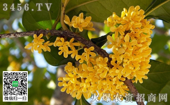金桂怎么养 盆栽金桂的养殖注意事项