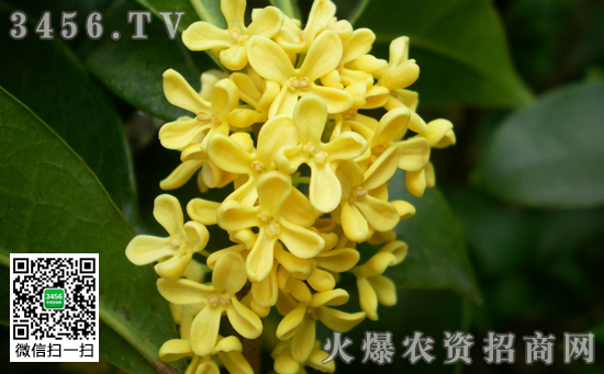 金桂怎么养 盆栽金桂的养殖注意事项