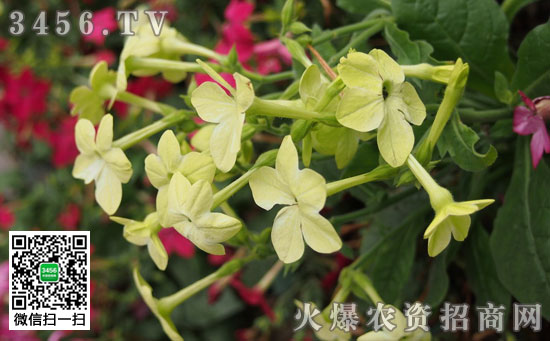花烟草播种方法