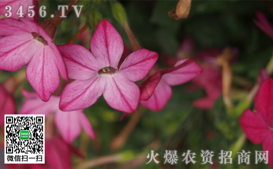 花烟草播种方法