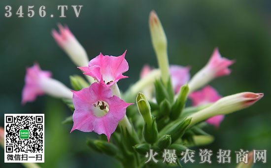 花烟草播种方法
