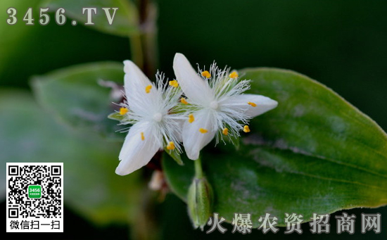 白花紫露草怎么养 白花紫露草的养殖养护方法 