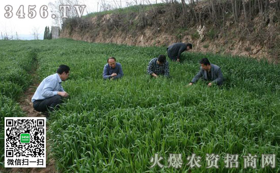 春季小麦病虫害防治方法