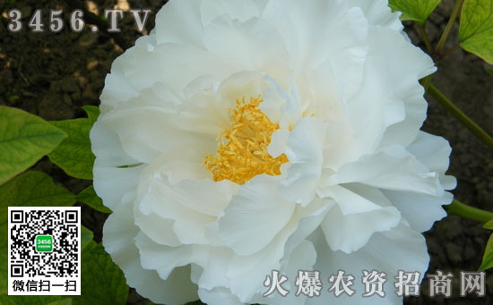 牡丹种子什么时候种