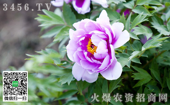 牡丹种子什么时候种